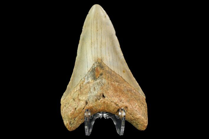 Fossil Megalodon Tooth - North Carolina #109687